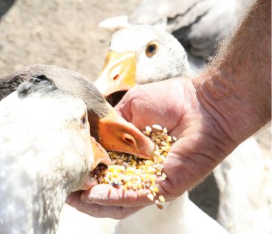 FAQ Image